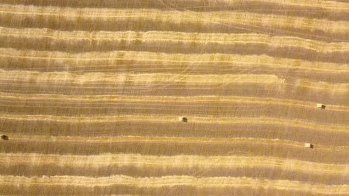 Wheat Rye Harvest Field