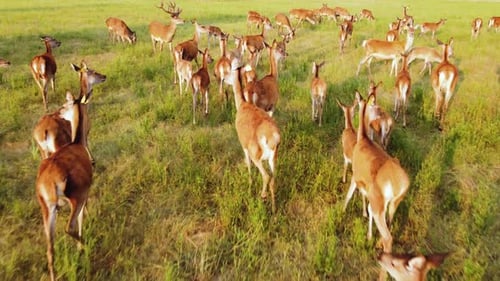Large Deer Herd Grazing in Green Field