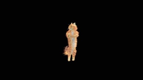 63 Katze: Tanzen HD