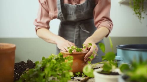 Woman Repots Green Plant into Clay Pot
