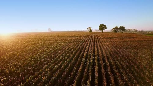 Drohnen-Luftaufnahme. Flug über das goldgrüne Maisfeld bereit für die Ernte. Beautiful Sunset, Frankreich