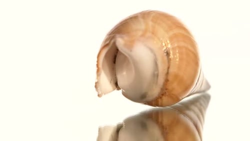 Coquillage sur fond blanc, rotation, réflexion, gros plan