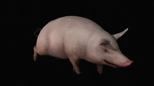 Schwein 2