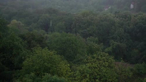 Raindrops on the background of the forest. Shooting in summer. Slow motion.