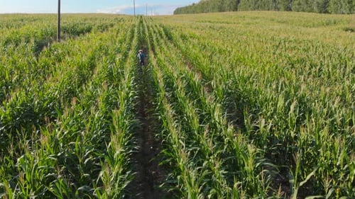 Farmer Walking Through Cornfield Top View