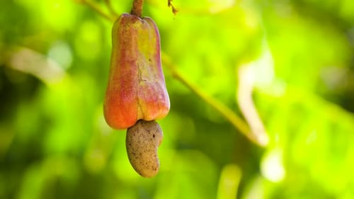 A Tree with Fruits and Cashew Nuts