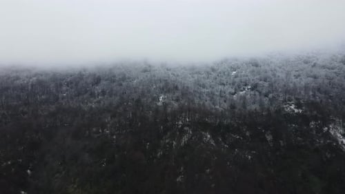 Snowy Foggy Forest Landscape