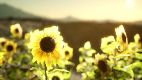 Sunflower Field on a Warm Summer Evening