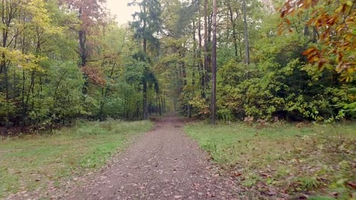 Walking in the middle of forest with golden trees in autumn