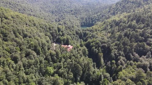 Lac Mountain Forest