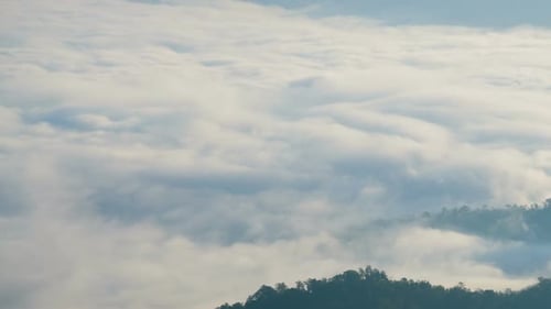 Fog Over Forest