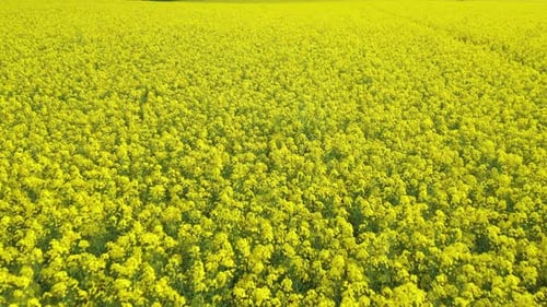 Rapeseed Field 05