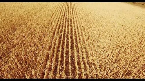 Field Corn, Rural Meadow, Nature Idea of a Rich Harvest. Aerial Shot
