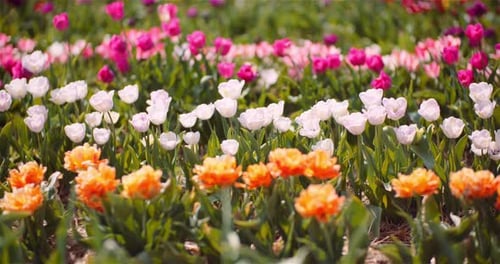 Blooming Tulips on Flowers Plantation Farm