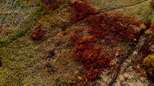 Top view on the wetlands swamp.
