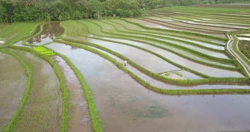 Aerial orbit shot of farmer harvesting rice of wet rice paddy in Indonesia