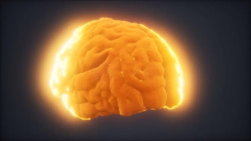 Loop Rotating Human Brain Animation