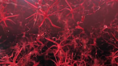 Neuron And Synapse Activity In Brain