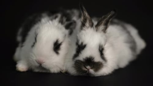 Two Cute Rabbits Resting in Studio Close Up