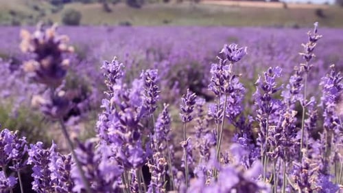 Panoramic Camera Move Through Rich Harvest of Lavender Flowers
