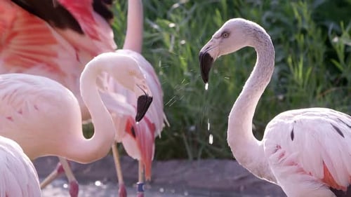Flamingos in pond wading around