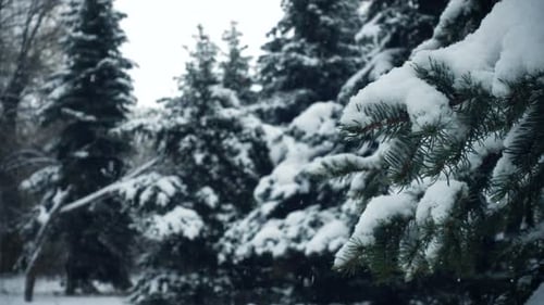 Neige qui tombe sur les branches des sapins 40