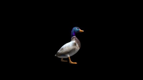 Boucle Alpha Transparente pour Homme Canard