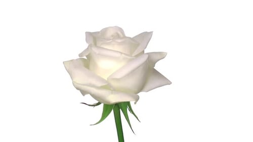 Rotierende weiße Akito-Rose, nahtlose Schlaufe