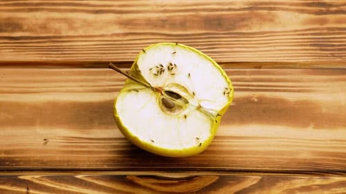 Frischer reifer gelber Apfel Zerfallsprozess, Trocknen, Zeitrafferschuss, Ökologie Zerfall von Produkten, verwöhnt