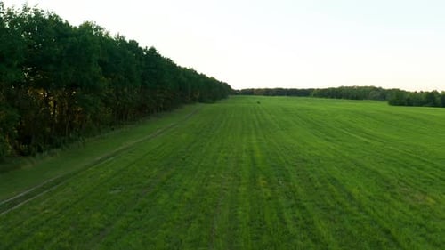 Grünes Feld