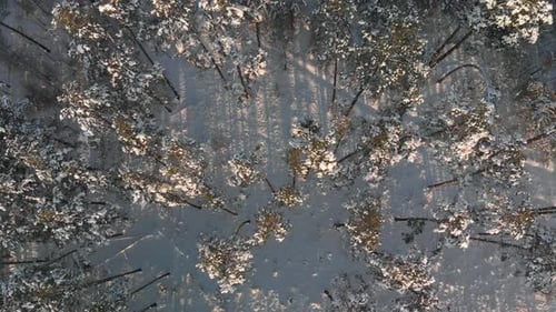 Tops of Trees in Winter Forest