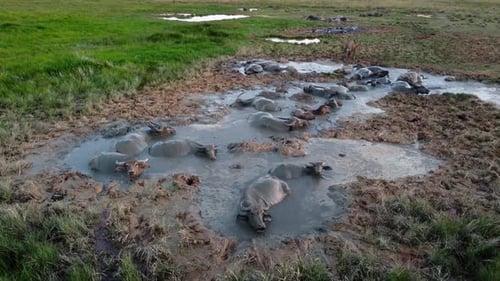 Water Buffalo Herd Wallowing in Mud Pit