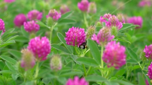 Bumblebee Pollinating Pink Clover Flowers in Field