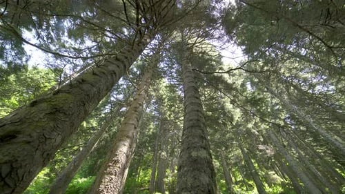 Wards Wald