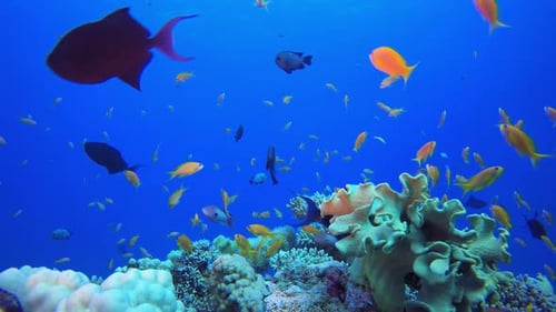 Underwater Colorful Reef