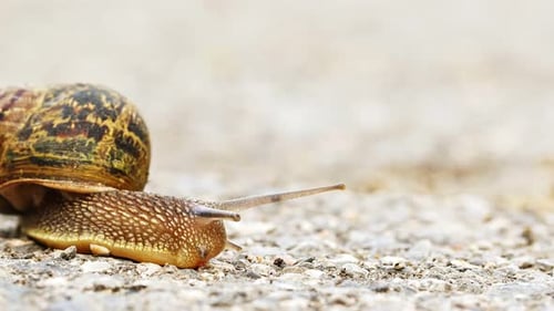 Animal Snail On A Stone Road 2