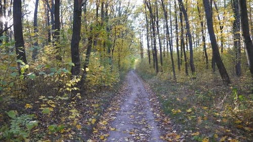 Camera Moves Along Path Among Autumn Forest at Sunny Day