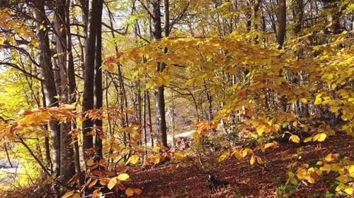 Cinematic Yellow Dry Leaves in Natural Autumn Forest