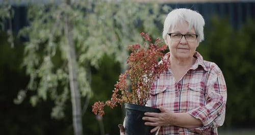 Portrait of an Elderly Active Woman Holding a Pot of Barberry in Her Hands Working in Her Garden