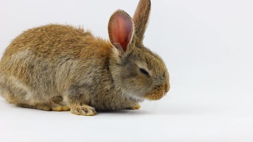 Adorable Light Brown Rabbit Sitting on White Background