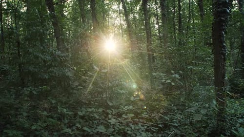 Inside the Forest