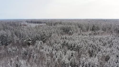 Winter, winter, winter. Flying backwards over a snowy forest with a drone, wide white view over a pa