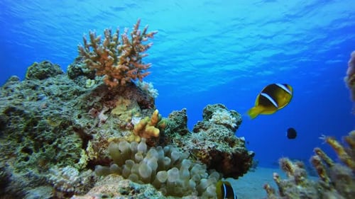 Clownfish Swimming Around Colorful Coral Reef