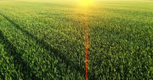 Aeriel View Farmer Inspects a Crop in a Wheat Field