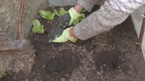 Farming Vegetable Home Garden Cultivation