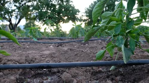 Pepper Plants Growing with Drip Irrigation in Garden