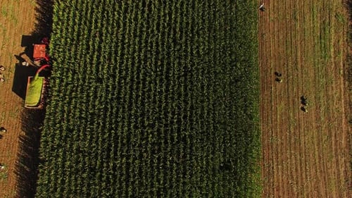 Harvesting (2)