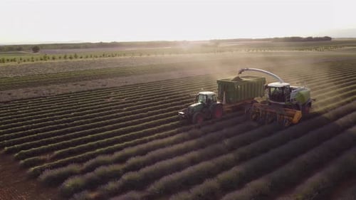 Farmer Harvester Harvesting Lavender Field in Valensole