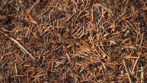 Anthill