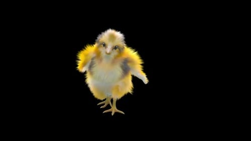 Animated Cute Baby Chick Dancing